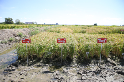 Edirne'de Yüksek Verimli ve Hastalıklara Dayanıklı 3 Çeltik Çeşidi Geliştirildi