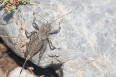 "Anadolua" Cinsi Çekirgenin İki Yeni Türü Keşfedildi