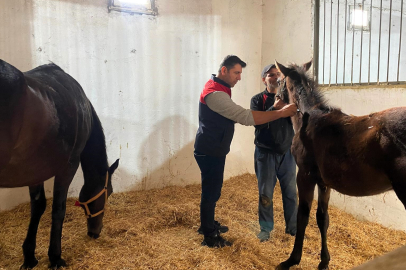 Vize’de Safkan Atlar Aşılandı