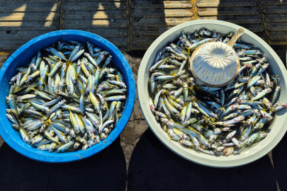 Oltayla Yakalanan İstavrit 150 TL'den Satışta