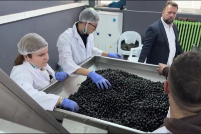 Okul Bahçesinde Yetiştirdikleri Zeytinlerden Zeytinyağı Üretiyor