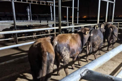 Babaeski'de Hayvan Kaçakçılarına 139 Bin 986 TL Para Cezası