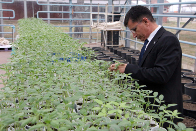 Edirne'de Kuraklık ve Hastalığa Karşı Dayanıklı Yeni Ayçiçeği Türü Geliştirildi