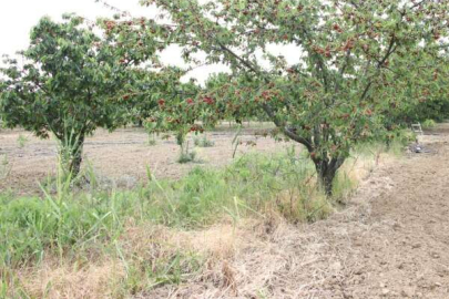 Tekirdağ'da Tarlada Bir Kişi Ölü Bulundu