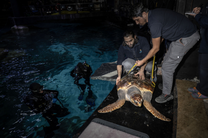 İstanbul'da 4 Yıldır Tedavi Gören Caretta Caretta Mavi Sularla Buluşacağı Günü Bekliyor