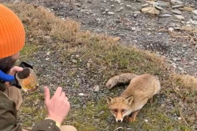 Çanakkale'de Aç Kalan Tilkiyi Balıkçılar Besledi