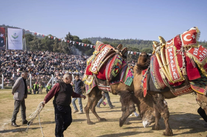 İzmir'de 16. Torbalı Deve Güreşleri Festivali Düzenlendi
