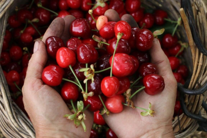 Uluslararası 59. Tekirdağ Kiraz Festivali 12-15 Haziran'da Düzenlenecek