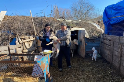 Kırklareli’nde Hayvan Küpeleme Çalışması Sürüyor