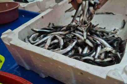 Tekirdağ'da Hamsi ve İstavritin Kilosu 100 Liradan Satıldı
