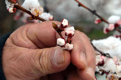 Kırklareli Valiliği'nden Zirai Don Uyarısı