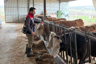 Edirne'de Hayvanlar Şap Hastalığına Karşı Aşılanıyor