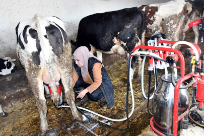 Devlet Desteğiyle Çiftlik Kurdu; İnek Sayısı 12'ye Çıktı