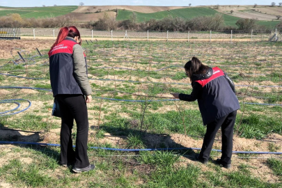 Pehlivanköy’de Aronya Üretimi Takip Ediliyor