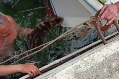 Çanakkale’de Denize Düşen Kediyi, Balıkçı Kurtardı