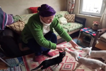 Annelerinin Kabullenmediği Kuzulara Evinde Bakıyor