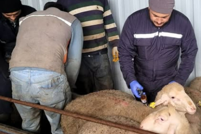 Babaeski’de Küçükbaş Hayvanlara Aşılama Çalışmaları Devam Ediyor