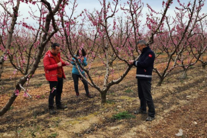 Çanakkale'de Zirai Don Hasar Tespit Çalışmalarına Başlandı