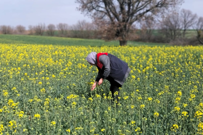 Babaeski’de Kanola ve Hububat Arazilerinde Fenolojik Gözlem Yapıldı
