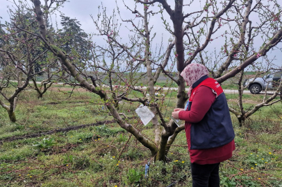 Babaeski’de Meyve Bahçelerinde Kokarca Zararlısına Karşı Önlem Alındı