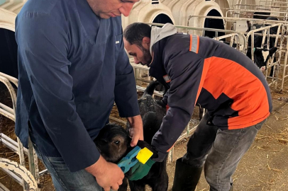 Vize’de Malakların Kayıt ve Küpeleme İşlemleri Sürdürülüyor