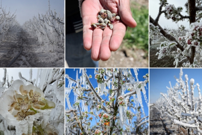 Son Günlerde Yaşanan Zirai Don Olaylarına İlişkin TARSİM’den Açıklama