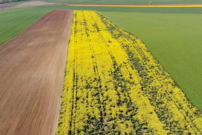 Tarla Değil Adeta Tablo:Tekirdağ'da Sarı Bahar