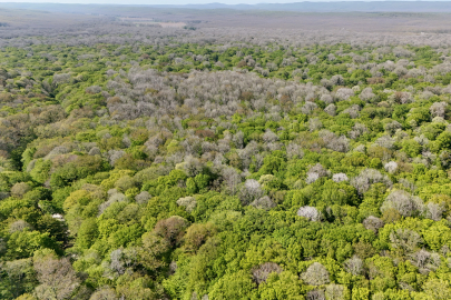 Kırklareli'nin Longoz Ormanları İlkbaharla Renklendi
