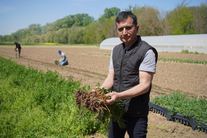 "Efsane Renk" Edirne Kırmızısının Elde Edildiği Kök Boya Bitkisinin Üretim Çalışmaları Sürüyor