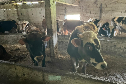 Kırklareli'ne Kaçak Yolla Büyükbaş Hayvan Getiren Kişiye 109 Bin 390 Lira Ceza Kesildi