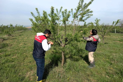 Pehlivanköy'de Don Afeti Sonrası Hasar Tespit Çalışmaları Başladı