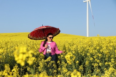 Tekirdağ'da Kanola Tarlaları Fotoğraf Tutkunlarını Kente Çekiyor