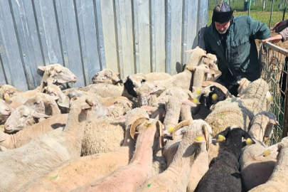 Lüleburgaz’da Küçükbaş Hayvanlara Aşılama Çalışmaları Devam Ediyor