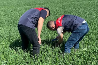 Pınarhisar’da Süne Zararlısına Karşı Survey Çalışması Yapılıyor