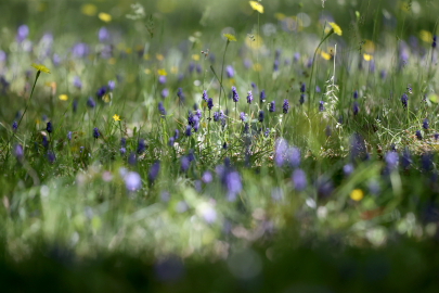 İlkbaharla Uyanan Doğa Yıldız Dağları’nı Renklendirdi