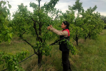 Pehlivanköy’de Kokarca Zararlısına Karşı Feromon Tuzakları Kontrol Edildi