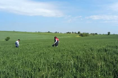 Pehlivanköy’de Süne Yumurta Parazitoit Survey Çalışmaları Sürüyor