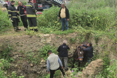 Edirne'de Çukura Düşen At İtfaiye Tarafından Kurtarıldı