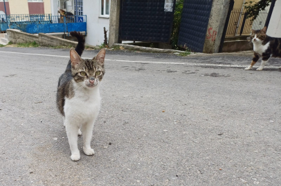 EDİKAB’tan Sokak Hayvanlarına 2,5 Milyonluk Yatırım