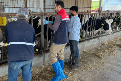 Lalapaşa’da Hastalıktan Ari İşletmede Yıllık Veteriner Denetimi Gerçekleştirildi