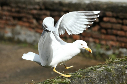 Çanakkale'de Denizde Oltaya Takılan Martı Kurtarıldı