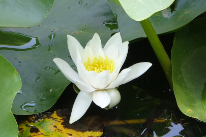 Bu Çiçeği Koparmanın Cezası 557 Bin 212 Lira