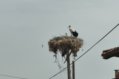 Çan'da Yuvasından Düşen Leylek Yavrusu Öldü