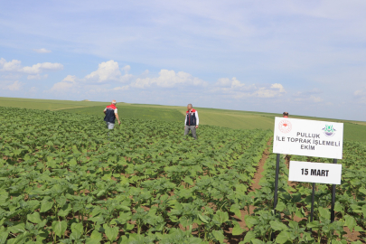 Edirne’de Ayçiçeği Verimliliği İçin Demonstrasyon Çalışmaları Sürüyor