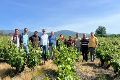 Çanakkale’de Yaşanan Don Sonrası Bağlarda Saha Tespit Çalışmaları Yapıldı