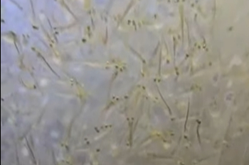 İpsala'da Balıklandırma Projesi Başarıyla Sürüyor