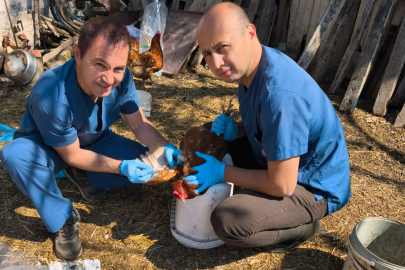 Edirne’de Kanatlı Hayvanlarda Serosurvey Çalışmaları Sürüyor