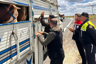 Tekirdağ'da Kaçak Hayvan Sevkiyatına 105 Bin TL Ceza