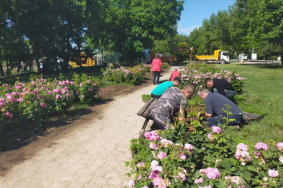 Edirne 350 Bin Çiçekle Renkleniyor