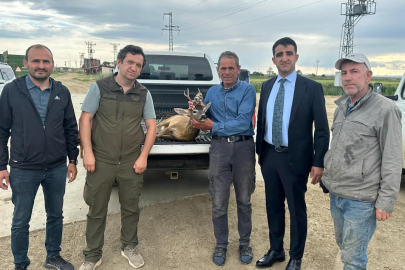 Edirne'de Su Kanalına Düşen Karacayı Çeltik İşçileri Kurtardı